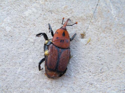 Réf. 321 609 : Rhynchophorus ferrugineus
