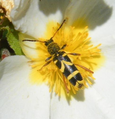 Réf. 321 228 : Clytus arietis