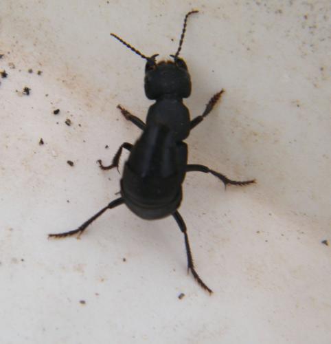 Réf. 321 664 : Ocypus olens
