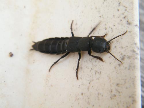 Réf. 321 663 : Ocypus olens