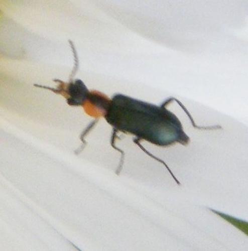 Attalus maculicollis
