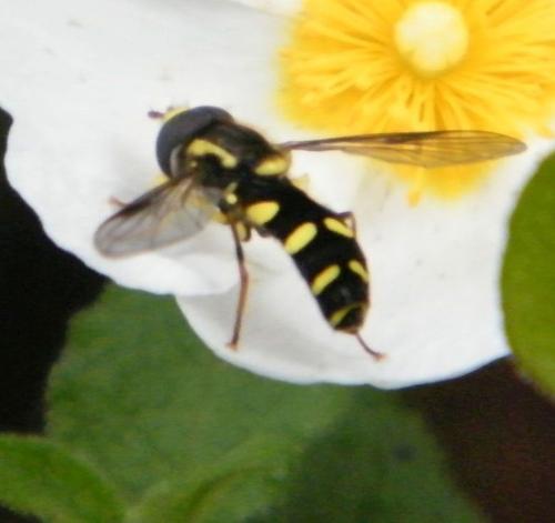 Philhelius sp.