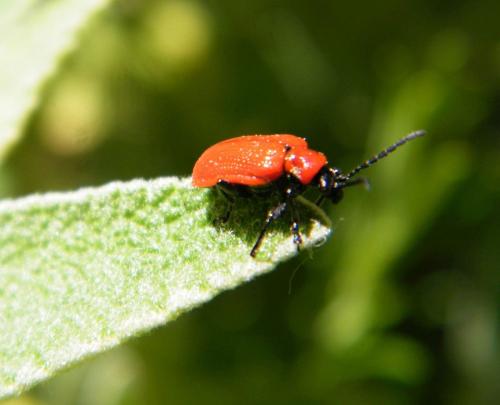 Réf. 321 133 : Lilioceris lilii