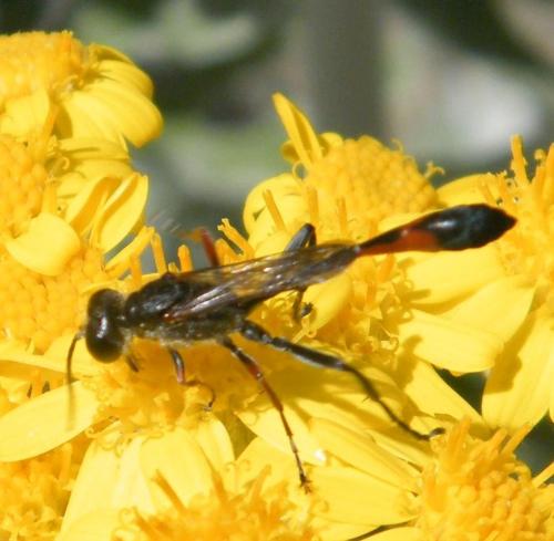 Réf. 321 969 : Ammophila heydeni