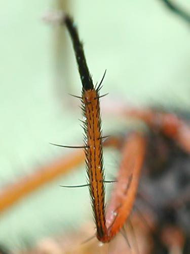 Pegomya solennis