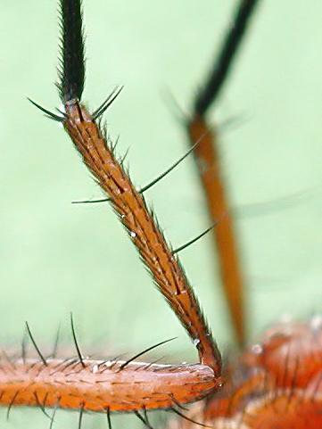 Pegomya solennis