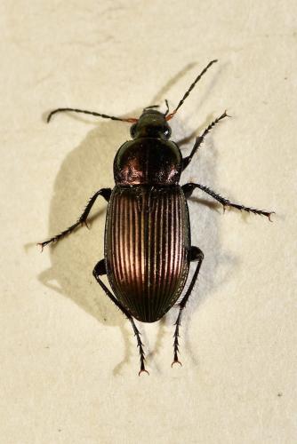 Réf. 321 484 : Poecilus cupreus