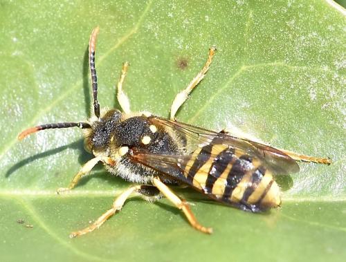Réf. 321 099 : Nomada sp.