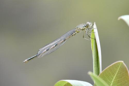 Erythromma lindenii