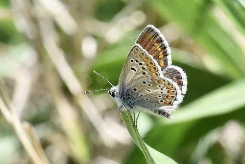 Réf. 321 077 : Aricia agestis
