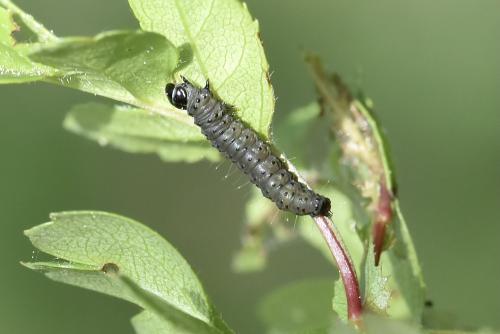 Hedya nubiferana