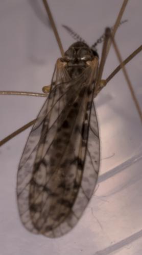 Réf. 321 023 : Rhipidia maculata