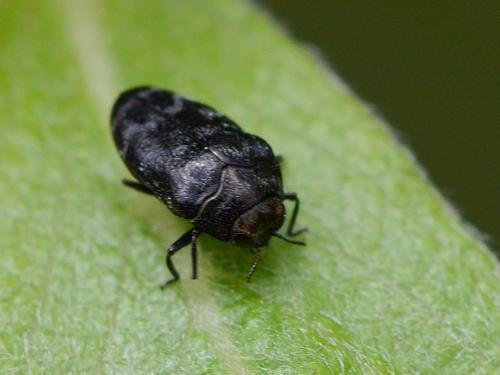 Réf. 321 324 : Trachys minutus