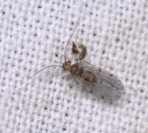 Ectopsocus briggsi
