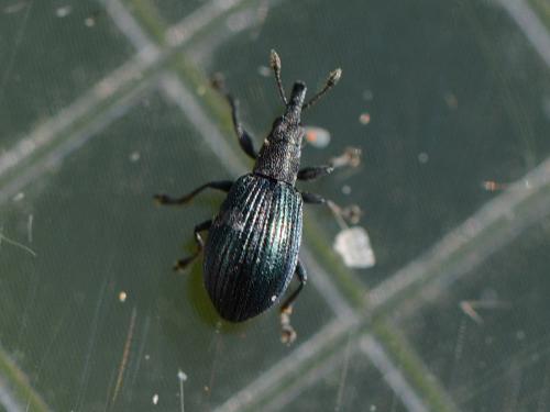 Perapion sp.