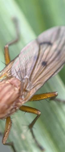 Tetanocera ferruginea