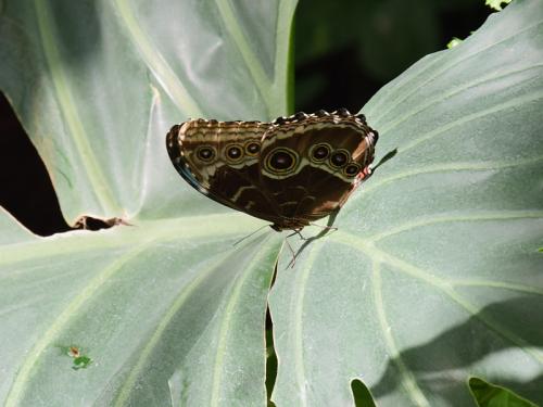 Réf. 321 478 : Morpho helenor peleides