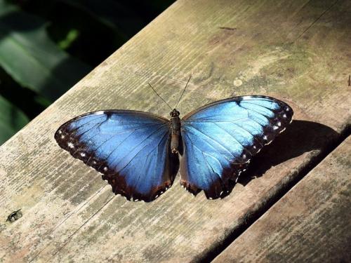 Réf. 321 479 : Morpho helenor peleides