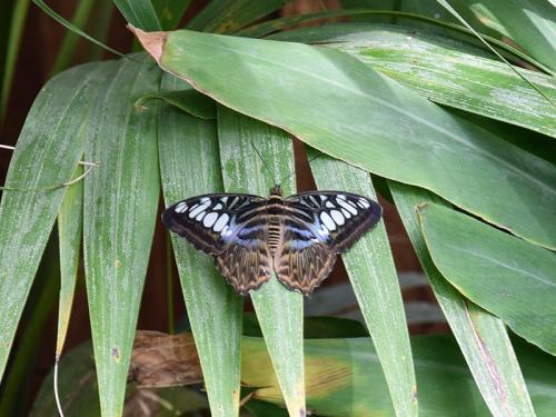 Réf. 321 470 : Parthenos sylvia