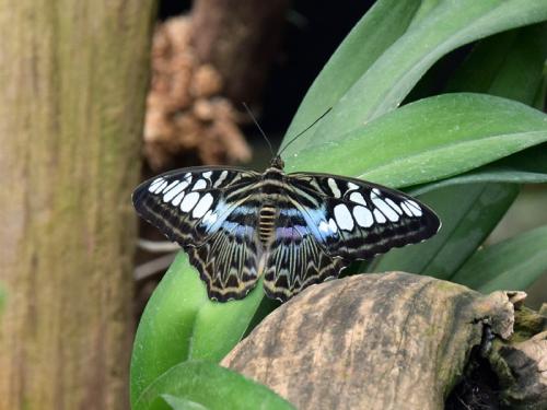 Réf. 321 471 : Parthenos sylvia
