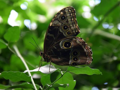 Réf. 321 480 : Morpho helenor peleides