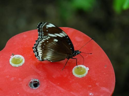 Hypolimnas bolina