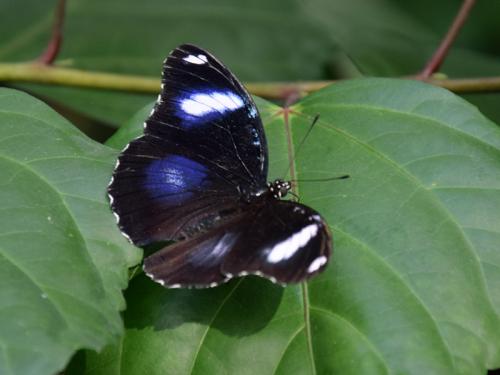 Hypolimnas bolina