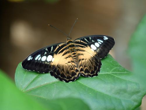 Réf. 321 472 : Parthenos sylvia