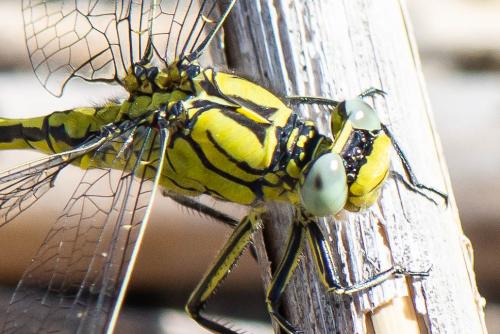 Gomphus pulchellus