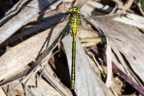 Gomphus pulchellus