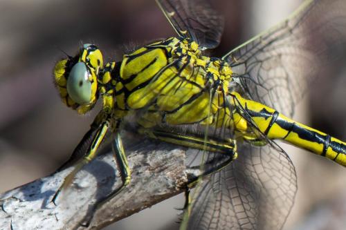 Réf. 321 315 : Gomphus pulchellus