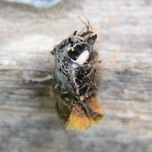Osmia sp.