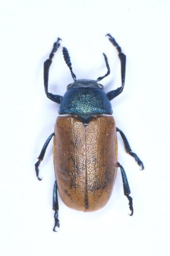 Réf. 321 542 : Labidostomis taxicornis