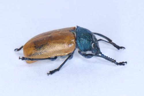 Réf. 321 543 : Labidostomis taxicornis