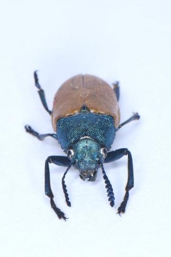 Réf. 321 544 : Labidostomis taxicornis