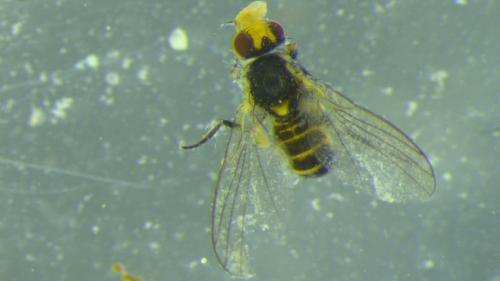 Liriomyza orbona