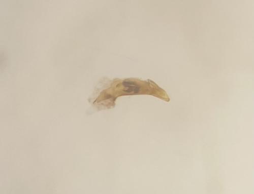 Réf. 321 046 : Asaphidion curtum