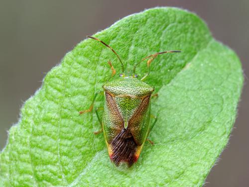 Réf. 321 909 : Elasmostethus minor