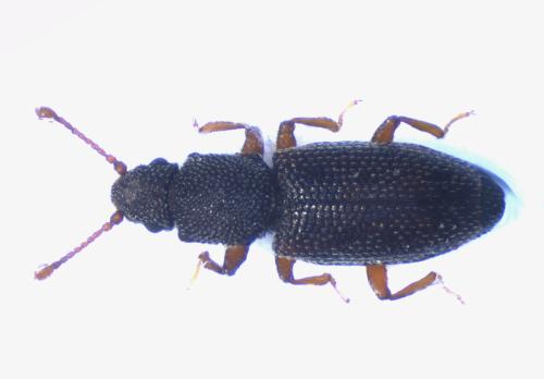 Monotoma sp.