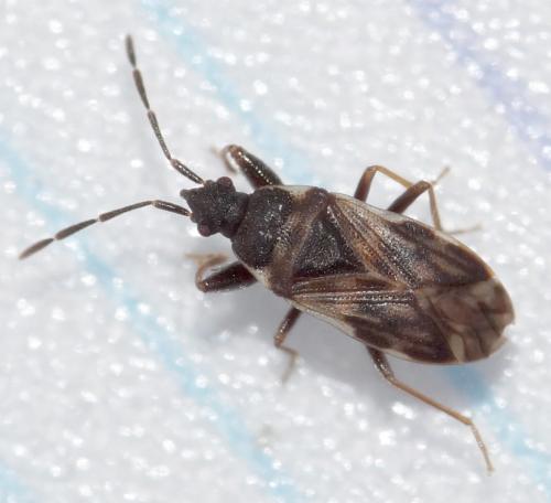 Réf. 321 688 : Taphropeltus contractus