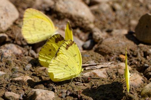 Réf. 321 778 : Eurema sp.