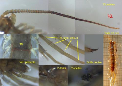 Lithobius fagniezi