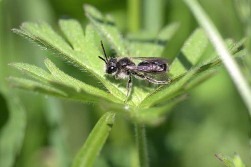 Andrena viridescens