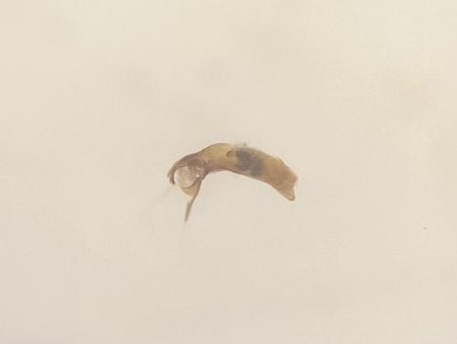 Réf. 321 913 : Asaphidion curtum