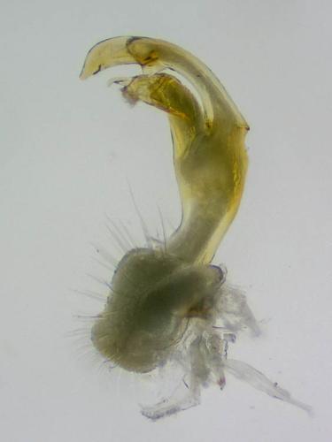 Polydesmus coriaceus