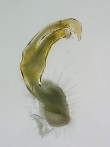 Polydesmus coriaceus
