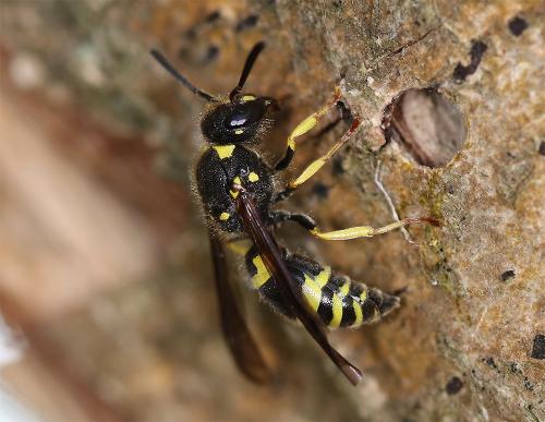Réf. 321 807 : Ancistrocerus nigricornis