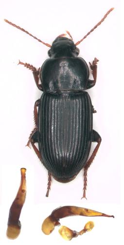 Réf. 321 020 : Harpalus rufipalpis