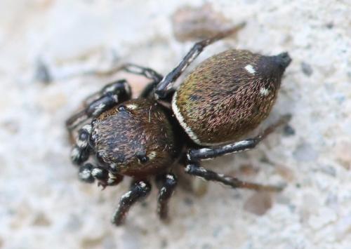 Heliophanus tribulosus