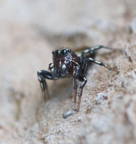 Heliophanus tribulosus